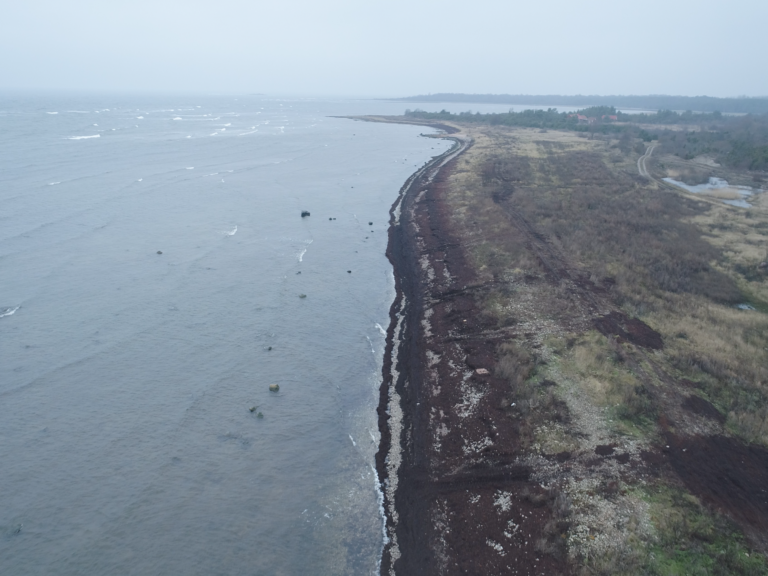 Drone caption of the sea shore in Saaremaa, covered with un-attached form of Furcellaria lumbricalis